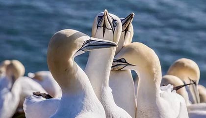 B体育官方网址：CBA选秀即战力分析：谁能成为球队的“X因素”？，bzsketball