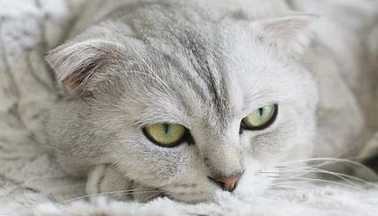 B体育官方网址：CBA选秀大会临近，各队摩拳擦掌引新援，b0b赛事体育