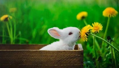 B体育官方网址：CBA选秀大会临近，各队引援策略分析，cba选秀报名官网